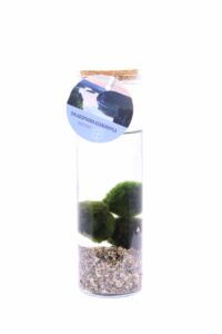 Marimo Prime egarden.store online