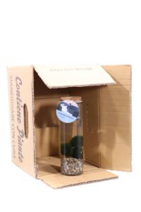 Marimo - Cladophora Aegagropila