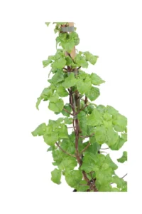 Ortensia Rampicante v18 egarden.store online