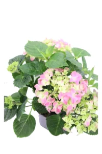 Ortensia Rosa v14 egarden.store online