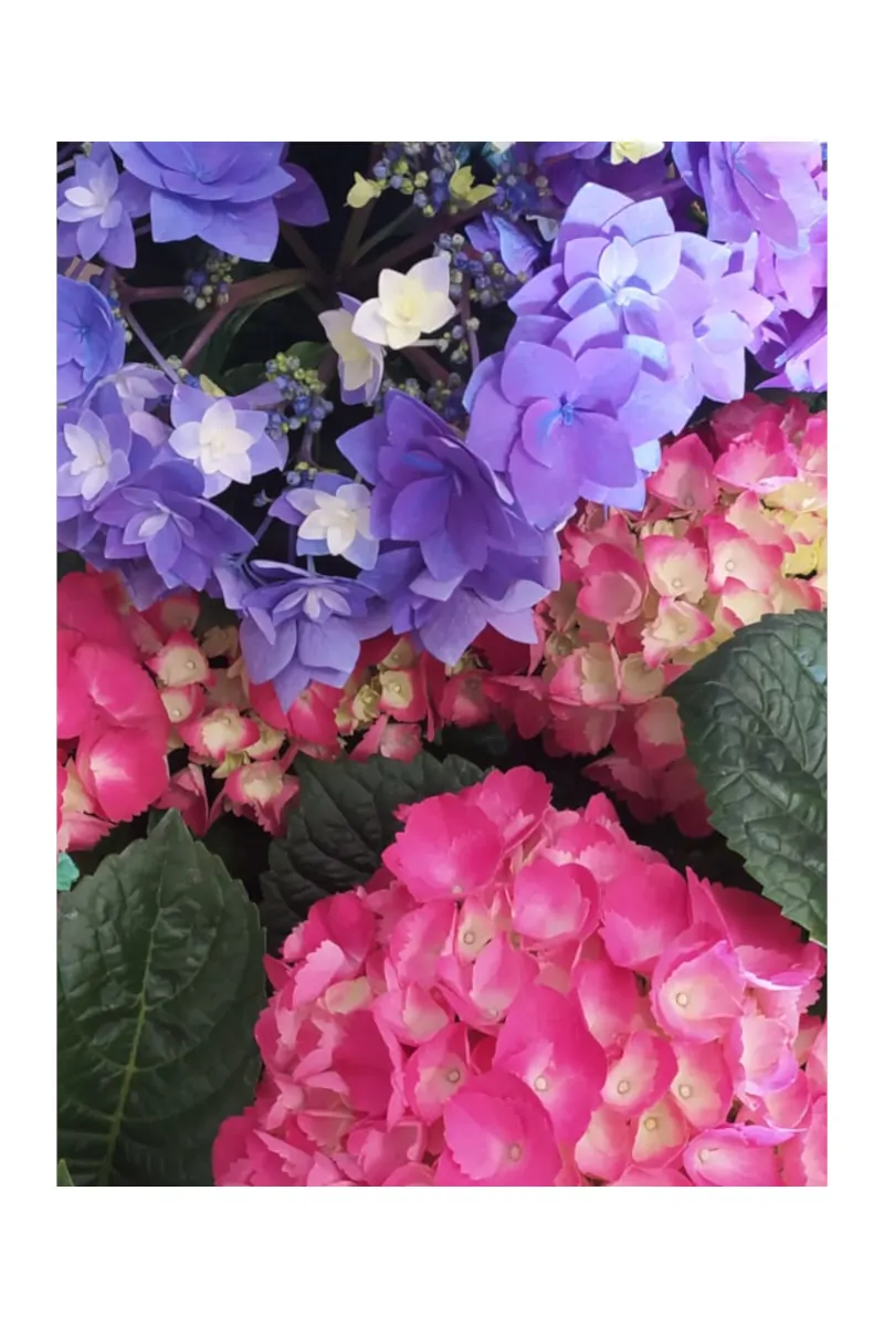 Ortensia rosa-viola v22 egarden.store online