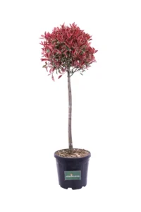 Photinia Pink Marble Alberello v35 egarden.store online