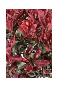 Photinia Pink Marble Alberello