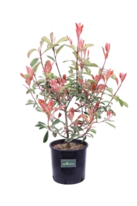 Photinia Pink Marble v20 egarden.store online