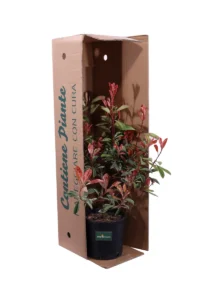 Photinia Pink Marble v20 egarden.store online