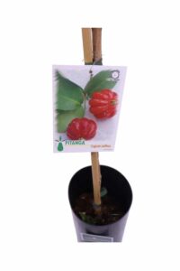 Pitanga v17 egarden.store online