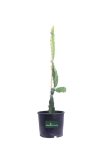 Pitaya - Hilocerus Monocanthus v17 egarden.store online