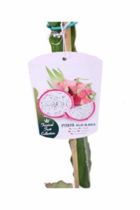 Pitaya v17 egarden.store online