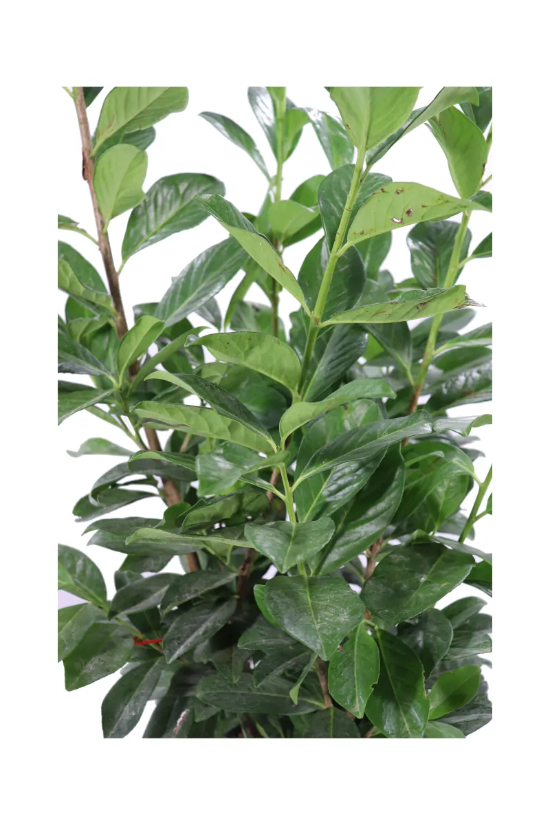 Prunus Laurocerasus Novità v24 egarden.store online