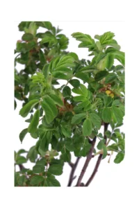 Rosa Rugosa Rubra v18 egarden.store online