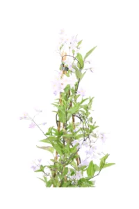 Solanum Jasminoides Azzurro Piramide v17 egarden.store online