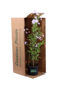 Solanum Jasminoides Azzurro Piramide v17 egarden.store online