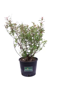 Spiraea Japonica Anthony Waterer v18 egarden.store online