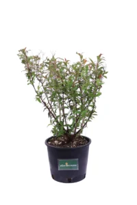 Spiraea Japonica Genpei v18 egarden.store online
