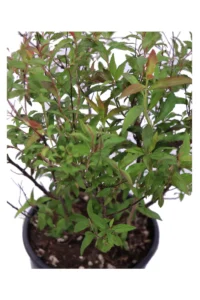 Spiraea Japonica Genpei v18 egarden.store online
