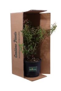 Spiraea Japonica Genpei v18 egarden.store online