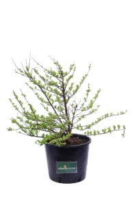 Spiraea Nipponica Snowmound v18 egarden.store online