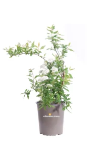 Spirea - Spiraea Vanhouttei v19 egarden.store online