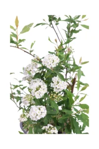 Spirea - Spiraea Vanhouttei