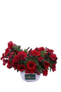 Surfinia Rossa v16 egarden.store online