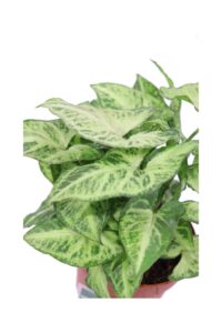 Syngonium Arrow v12 egarden.store online