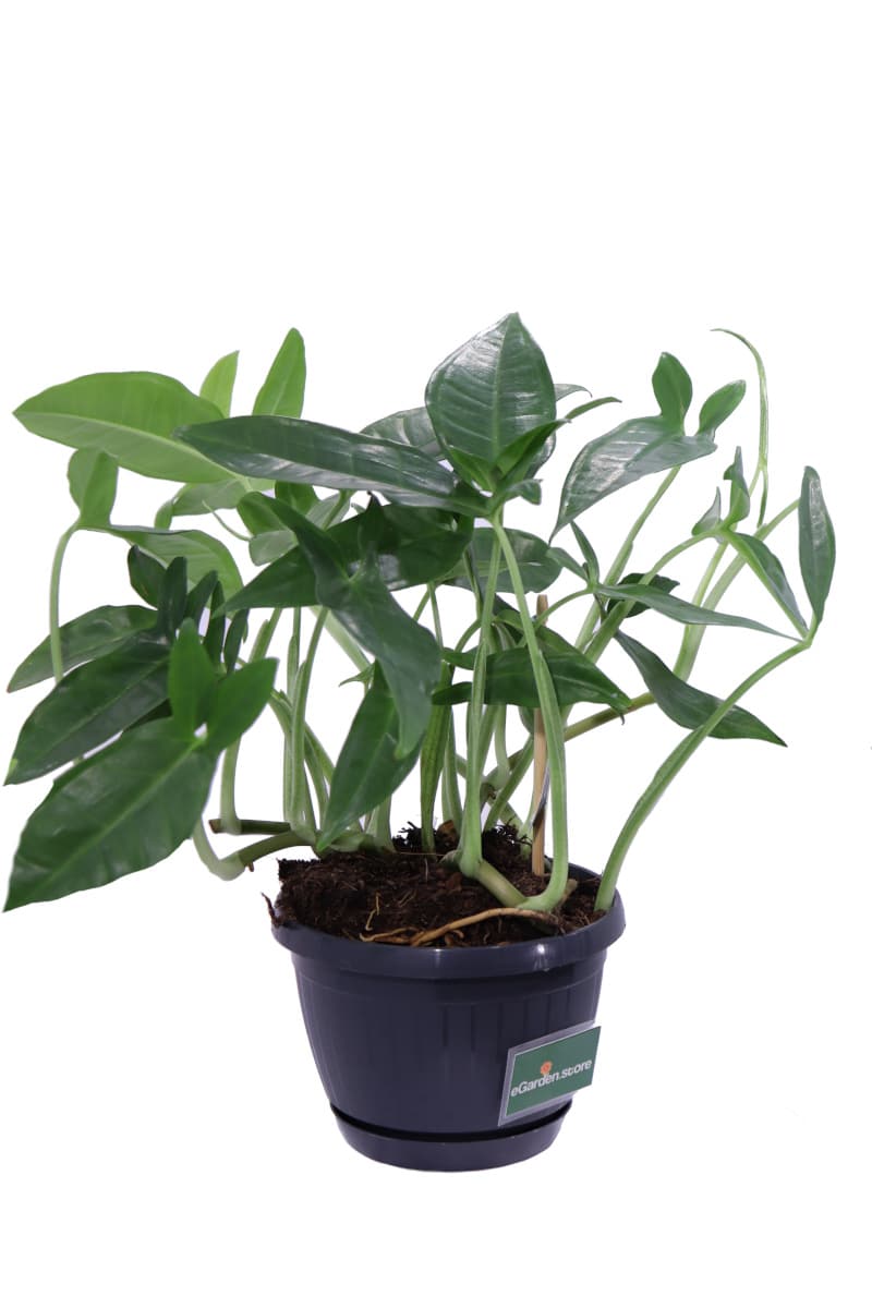 Syngonium Auritum v15 egarden.store online