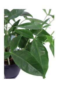 Syngonium Auritum v15 egarden.store online