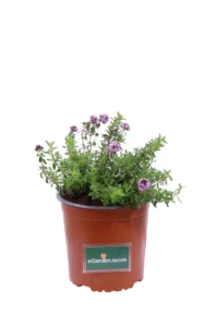 Timo Serpillo v17 egarden.store online