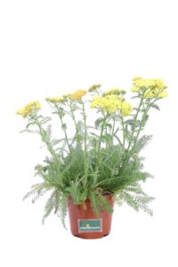 Achillea Millefolium Gialla v14 egarden.store online