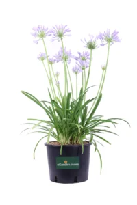 Agapanthus Africanus Pitchoune Blue v24 egarden.store online