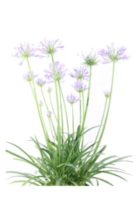Agapanthus Africanus Pitchoune Blue v24 egarden.store online