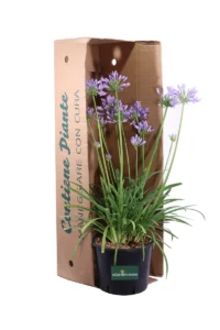 Agapanto - Agapanthus Africanus Pitchoune Blue