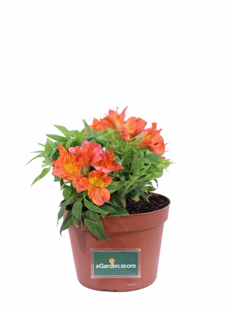 Alstroemeria Orange v20 egarden.store online