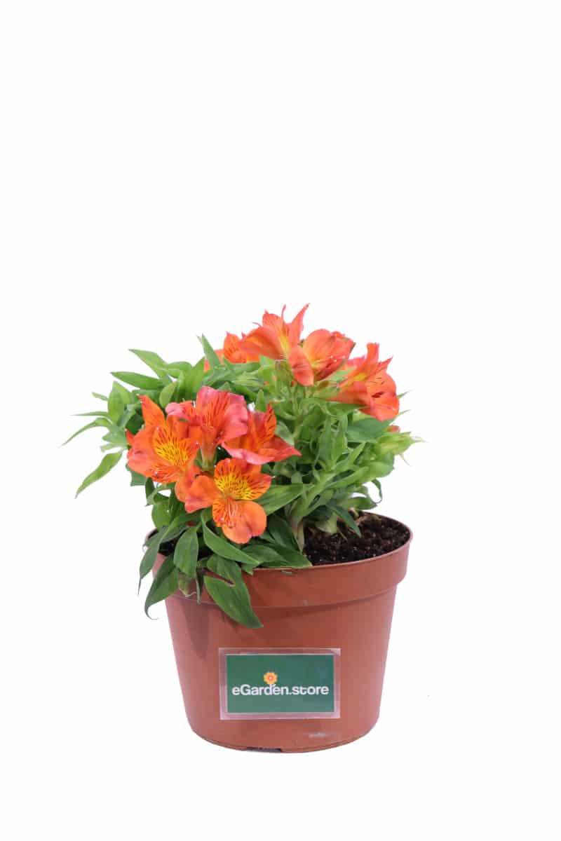 Alstroemeria Orange v20 egarden.store online