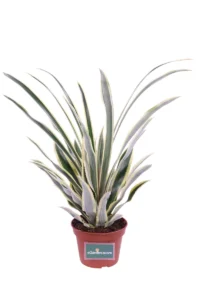 Ananas Bracteatus Tricolor v14 egarden.store online