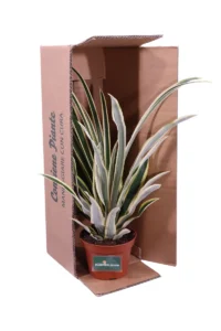 Ananas Bracteatus Tricolor