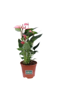 Anthurium Glorious v14 egarden.store online