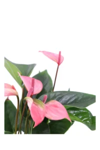 Anthurium Glorious v14 egarden.store online