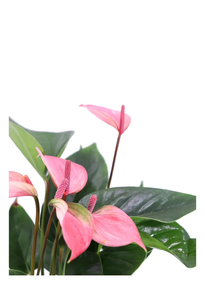 Anthurium Glorious v14 egarden.store online