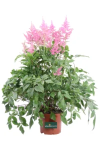 Astilbe Japonica Mainz v15 egarden.store 1 Astilbe Japonica Mainz v15 egarden.store online