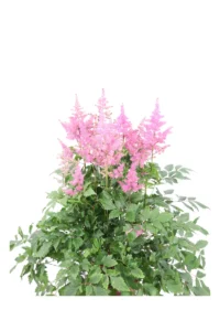 Astilbe Japonica Mainz v15 egarden.store 2 Astilbe Japonica Mainz v15 egarden.store online