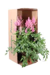 Astilbe Japonica Mainz v15 egarden.store 3 Astilbe Japonica Mainz
