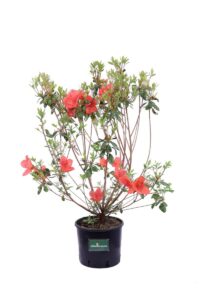 Azalea Japonica Aladin Scout v18 egarden.store 1 Azalea Japonica Aladin Scout v18 egarden.store online