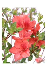 Azalea Japonica Aladin Scout v18 egarden.store 2 Azalea Japonica Aladin Scout v18 egarden.store online