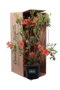 Azalea Japonica Aladin Scout v18 egarden.store 3 Azalea Japonica Aladin Scout v18 egarden.store online