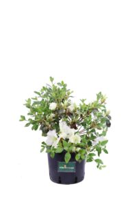 Azalea Japonica Dorothy Hayden v18 egarden.store online