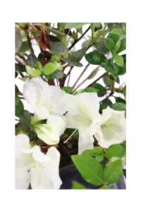 Azalea Japonica Dorothy Hayden