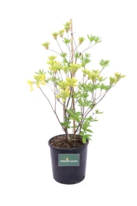 Azalea Mollis Anneke v30 egarden.store online