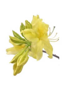 Azalea Mollis Anneke v30 egarden.store online