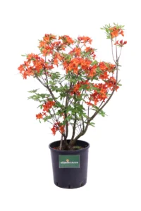 Azalea Mollis Hotspur Red v30 egarden.store 1 Azalea Mollis Hotspur Red v30 egarden.store online